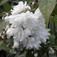 Gyöngyvirágcserje (<i>Deutzia scabra</i> 'Candidissima')