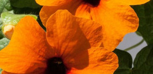 Szárnyas feketeszem (<i>Thunbergia alata</i>)