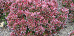 Japán borbolya (<i>Berberis thunbergii</i> 'Bagatelle')