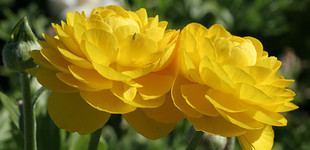 Ázsiai boglárka (<i>Ranunculus asiaticus</i>)