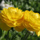 Ázsiai boglárka (<i>Ranunculus asiaticus</i>)