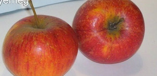 'Budai Domokos' alma (<i>Malus domestica</i> ''Budai Domokos'')