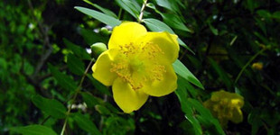 Japán orbáncfű (<i>Hypericum patulum</i>)