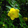 Japán orbáncfű (<i>Hypericum patulum</i>)