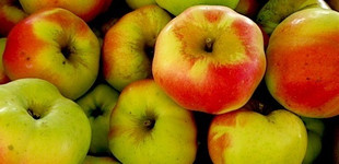 Téli fehér kálvil alma (<i>Malus domestica</i> ''Calville Blanc d'Hiver'')