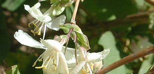 Illatos lonc (<i>Lonicera fragrantissima</i>)