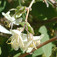 Illatos lonc (<i>Lonicera fragrantissima</i>)