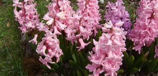 Jácint (<i>Hyacinthus orientalis</i>)