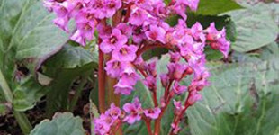 Bőrlevél (<i>Bergenia sp.</i>)