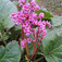 Bőrlevél (<i>Bergenia sp.</i>)