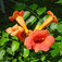 Trombitafolyondár (<i>Campsis radicans</i>)