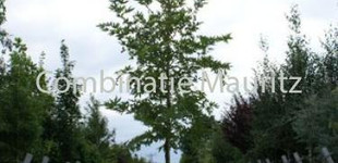 Keleti platán (<i>Platanus orientalis</i> ''Minaret'')