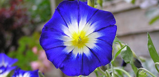 Háromszínű szulák (<i>Convolvulus tricolor</i>)