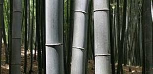 Bambusz (<i>Phyllostachys bambusoides</i>)