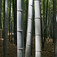 Bambusz (<i>Phyllostachys bambusoides</i>)
