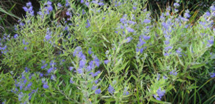 Kékszakáll (<i>Caryopteris x clandonensis</i>)