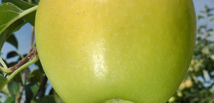 'Golden Reinders' alma (<i>Malus domestica</i> ''Golden Reinders'')