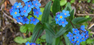 Nefelejcs (<i>Myosotis alpestris</i>)
