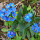 Nefelejcs (<i>Myosotis alpestris</i>)