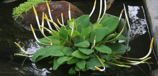 Vízibunkó (<i>Orontium aquaticum</i>)