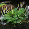 Vízi kontyvirág (<i>Orontium aquaticum</i>)