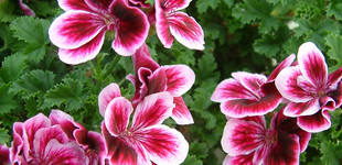 Muskátli (<i>Pelargonium sp.</i>)