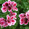 Muskátli (<i>Pelargonium sp.</i>)