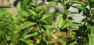 Borsmenta (<i>Mentha piperita</i>)