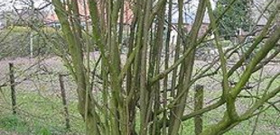 Közönséges mogyoró (<i>Corylus avellana</i>)