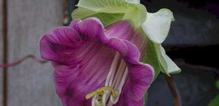 Serleglonc (<i>Cobaea scandens</i>)