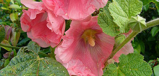 Mályvarózsa (<i>Alcea rosea</i>)