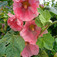 Mályvarózsa (<i>Althaea</i>)
