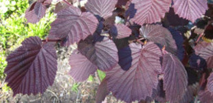 Vérmogyoró (<i>Corylus avellana</i> 'Fuscorubra')