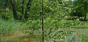 Molyhos nyír (<i>Betula pubescens</i>)