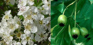 Egybibés galagonya (<i>Crataegus monogyna</i>)