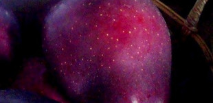 'Averdale' alma (<i>Malus domestica</i> ''Averdale'')