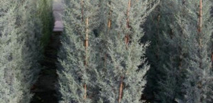 Oszlopos arizóniai ciprus (<i>Cupressus arizonica</i> 'Fastigiata')