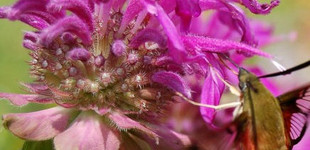 Méhbalzsam (<i>Monarda didyma</i>)