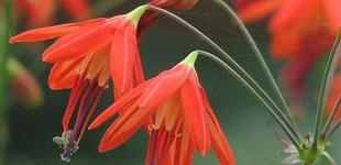 Fuxiavirágú díszhagyma (<i>Bessera elegans</i>)