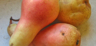 Fétel apát (<i>Pyrus communis</i> ''Calebasse Abbé Fetel'')