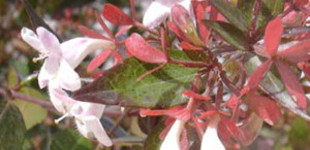 Nagyvirágú tárnicslonc (<i>Abelia x grandiflora</i>)