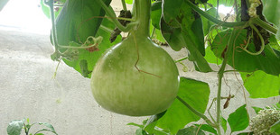 Lopótök (<i>Lagenaria siceraria</i>)