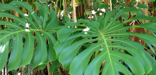 Filodendron, könnyezőpálma (<i>Monstera sp.</i>)