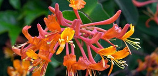 Borostáslevelű lonc (<i>Lonicera henryi</i>)