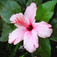 Mályva (<i>Lavatera</i>)
