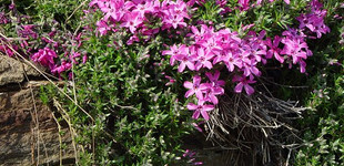 Molyhos lángvirág (<i>Phlox subulata</i>)
