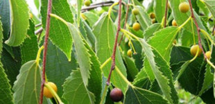 Déli ostorfa (<i>Celtis australis</i>)