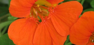 Kerti sarkantyúka (<i>Tropaeolum majus</i>)