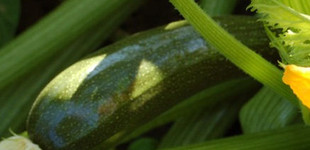 Cukkini (<i>Cucurbita pepo var. giromontiina</i>)