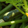 Cukkini (<i>Cucurbita pepo var. giromontiina</i>)